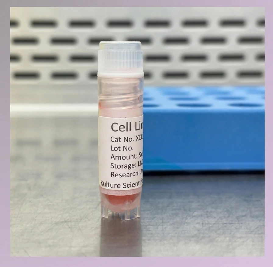 [KCL-MSC-801] Human Adipose-Derived Mesenchymal Stem Cell (MSC), Conditionally Immortalized